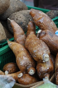 manioc roots