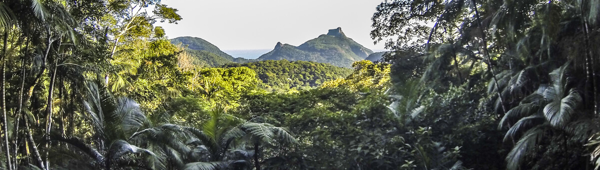floresta da tijuca